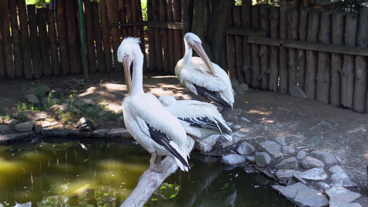 阳光明媚的夏日，池塘边的动物园里，三只白鹈鹕站在围栏上的栖木上清理羽毛。动物园户外的鹈鹕大型海鸟。圈养野生鸟类。视频下载