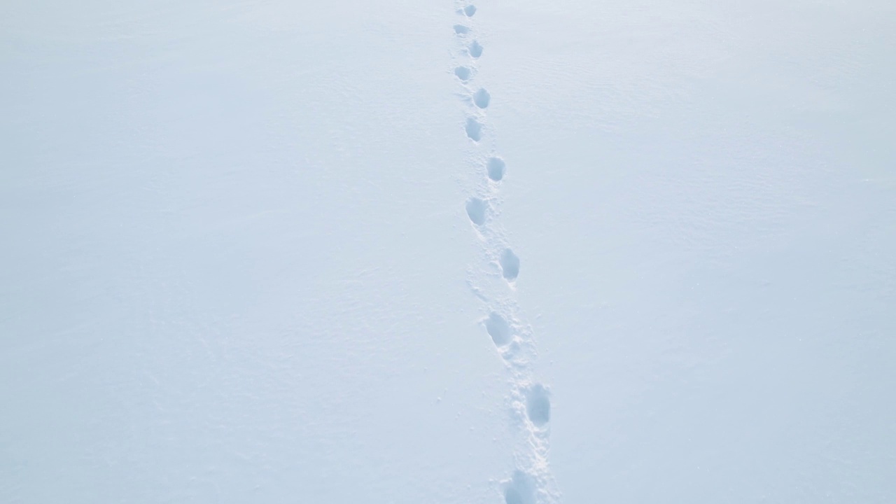 白色的雪地上有人类的脚印视频下载