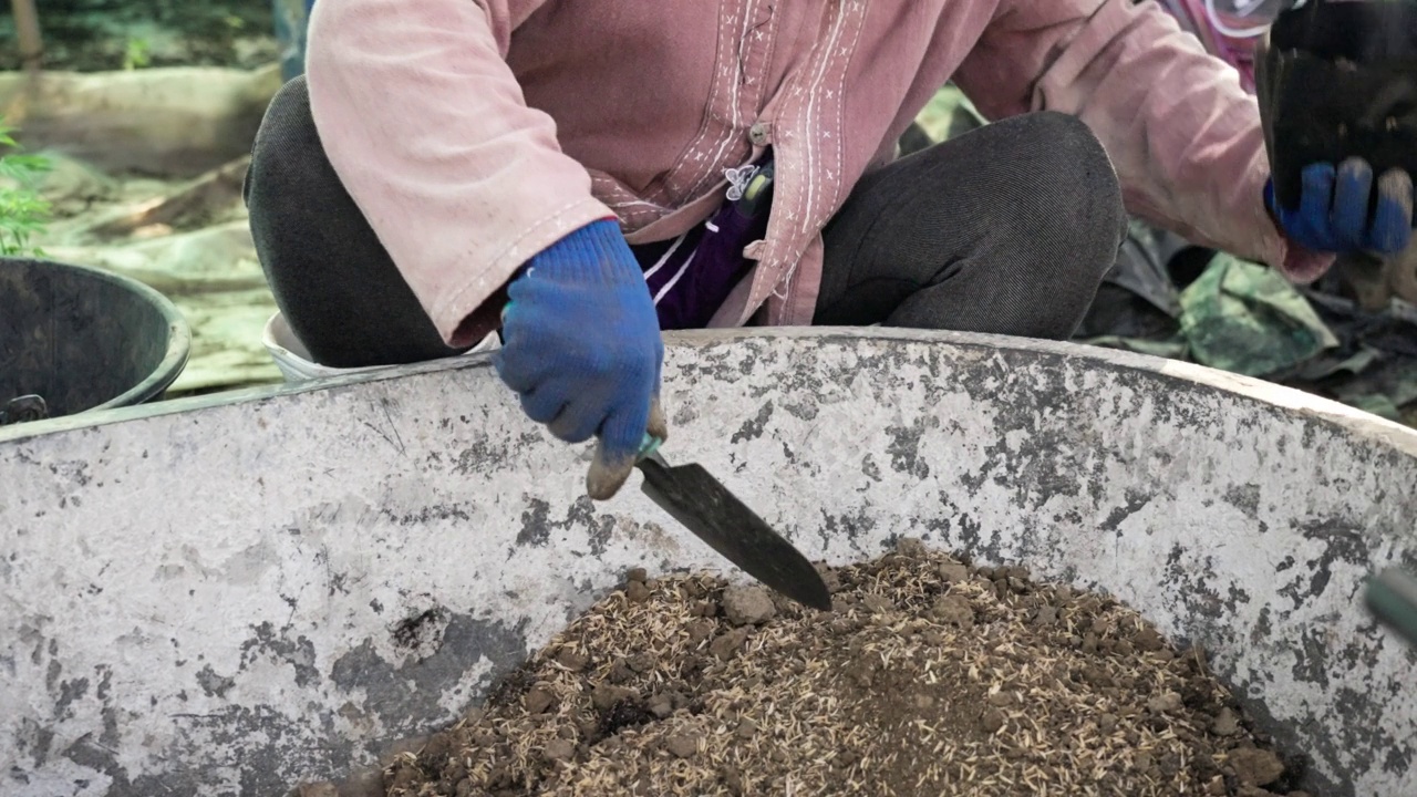 农民将混合好的土壤放入一个黑色的小包中，准备种植新的大麻视频下载