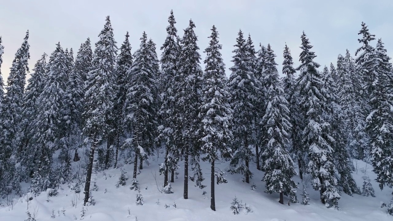 冬天的风景。冬天的喀尔巴阡冷杉丛中，积雪覆盖的废弃小屋。视频素材
