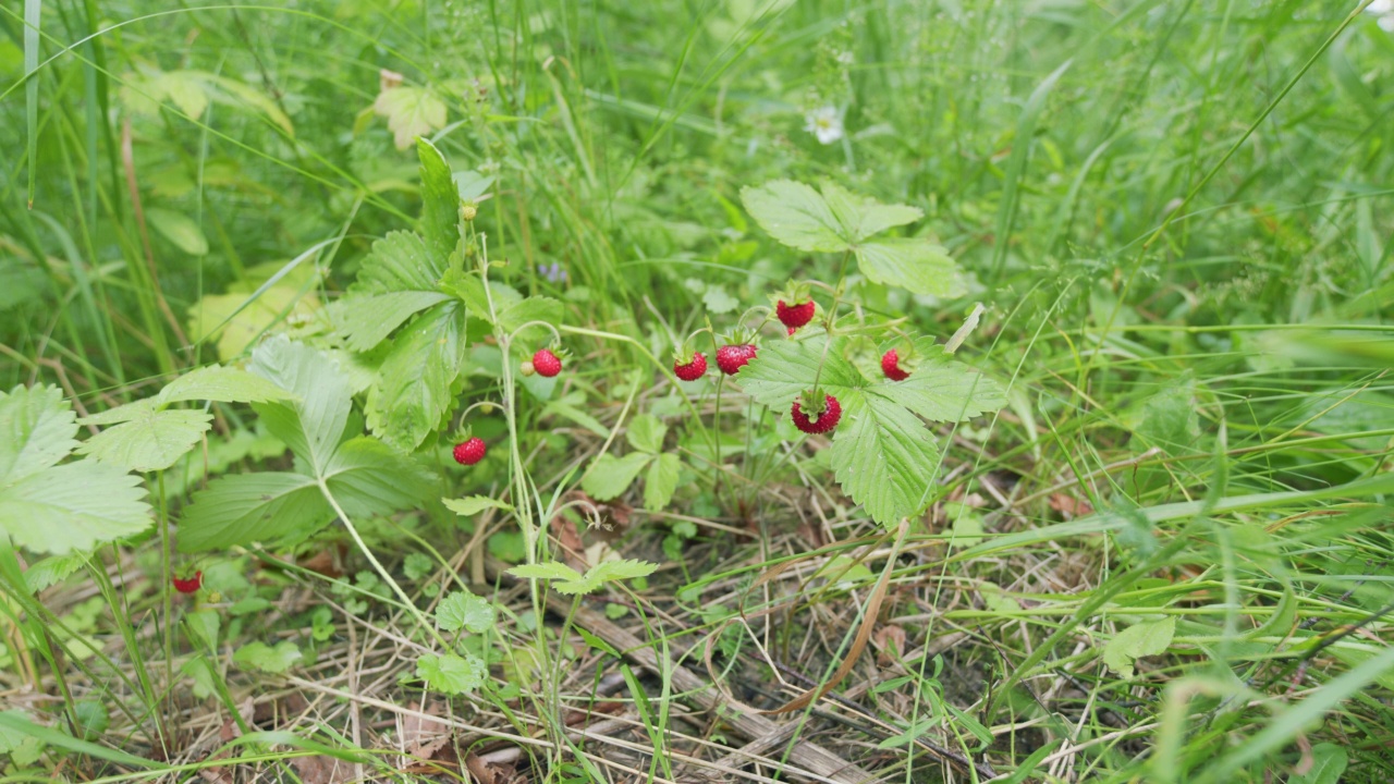 落叶林中的草莓。天然野生草莓的作物。关闭了。视频下载