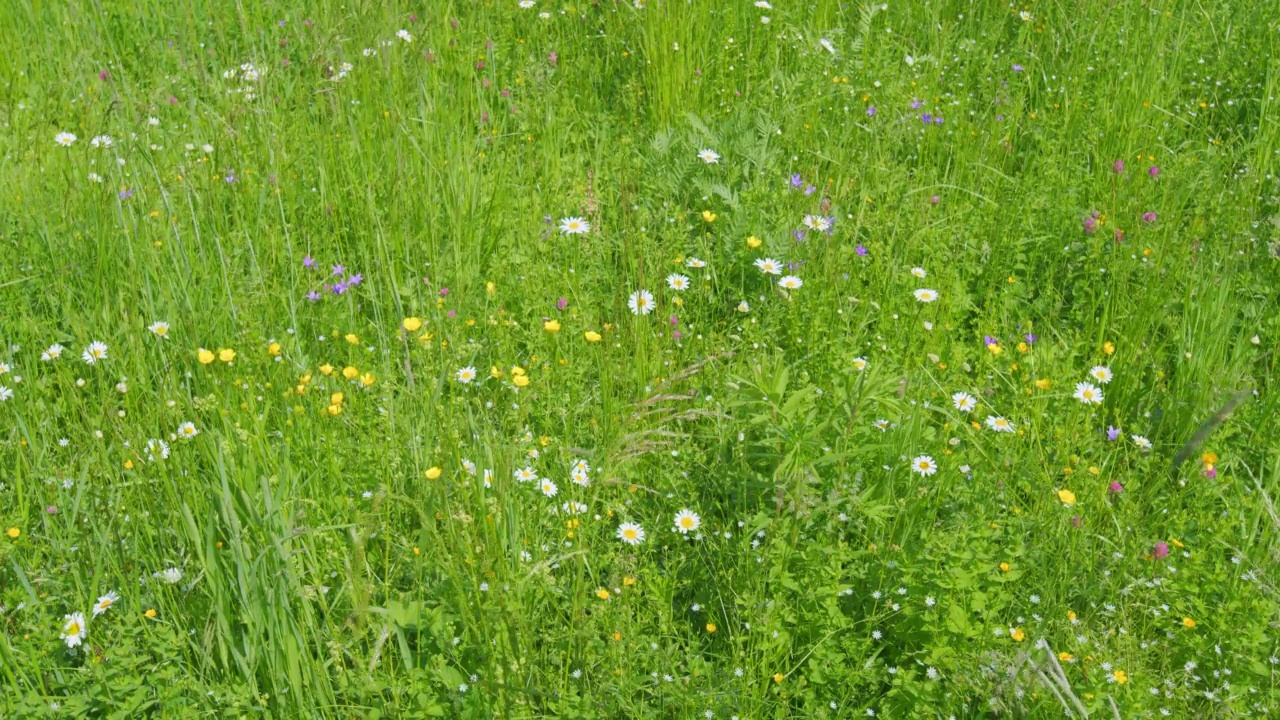 春日草地绿野里，盛开的甘菊迎风飘扬。广角镜头。视频下载