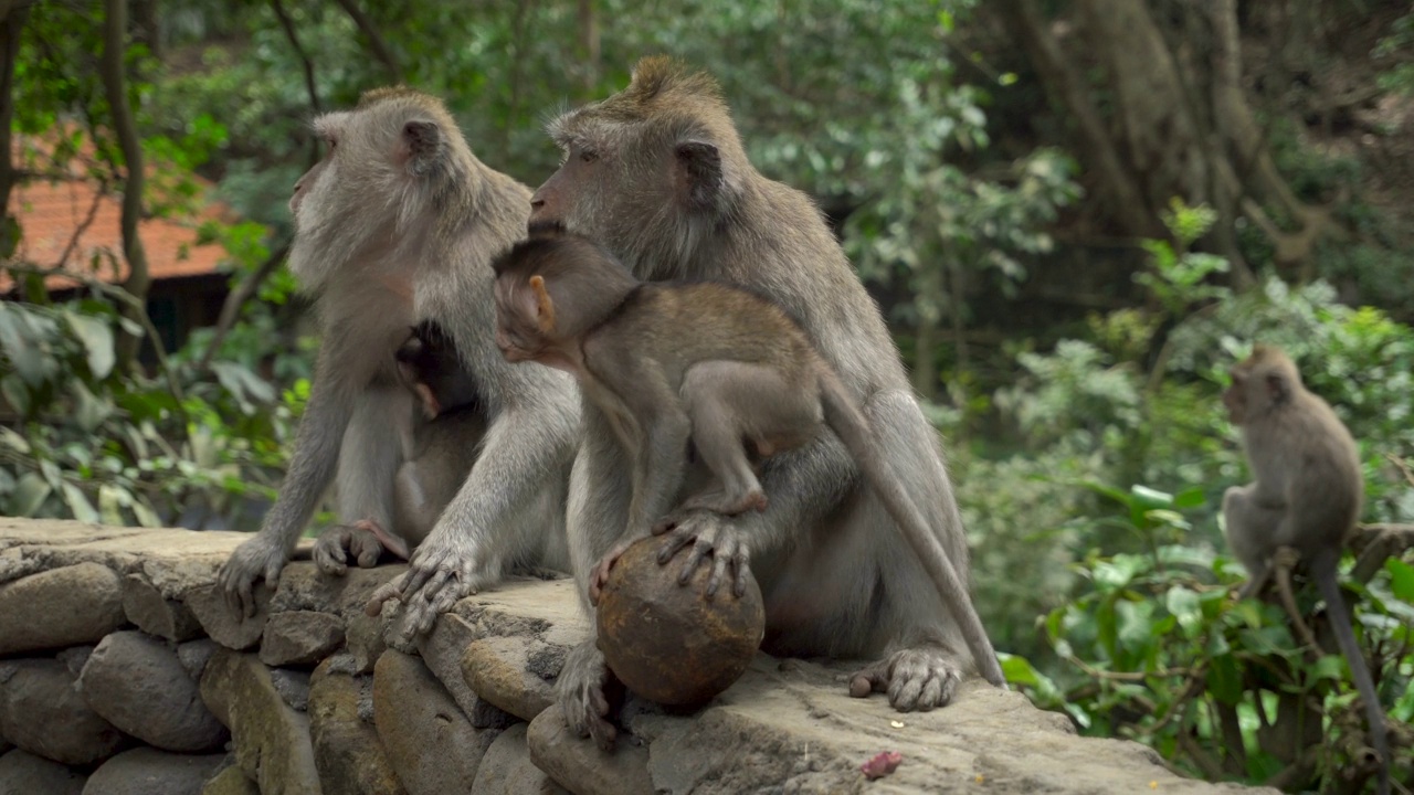 猕猴在公园里玩椰子休息视频素材