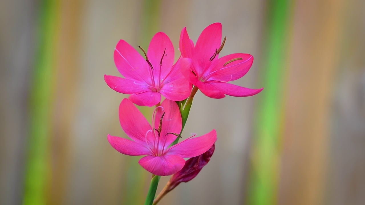粉红色的西风花三重奏在花园里视频素材