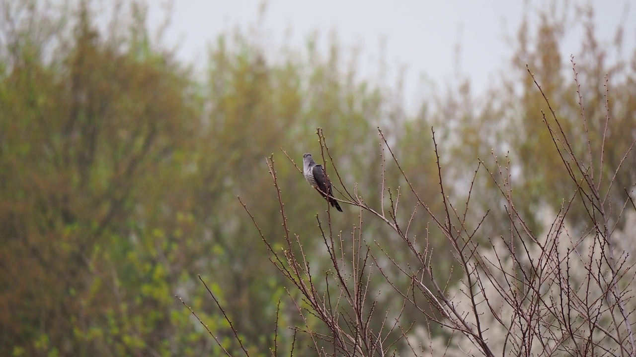 普通的布谷鸟栖息在树枝上四处张望视频素材