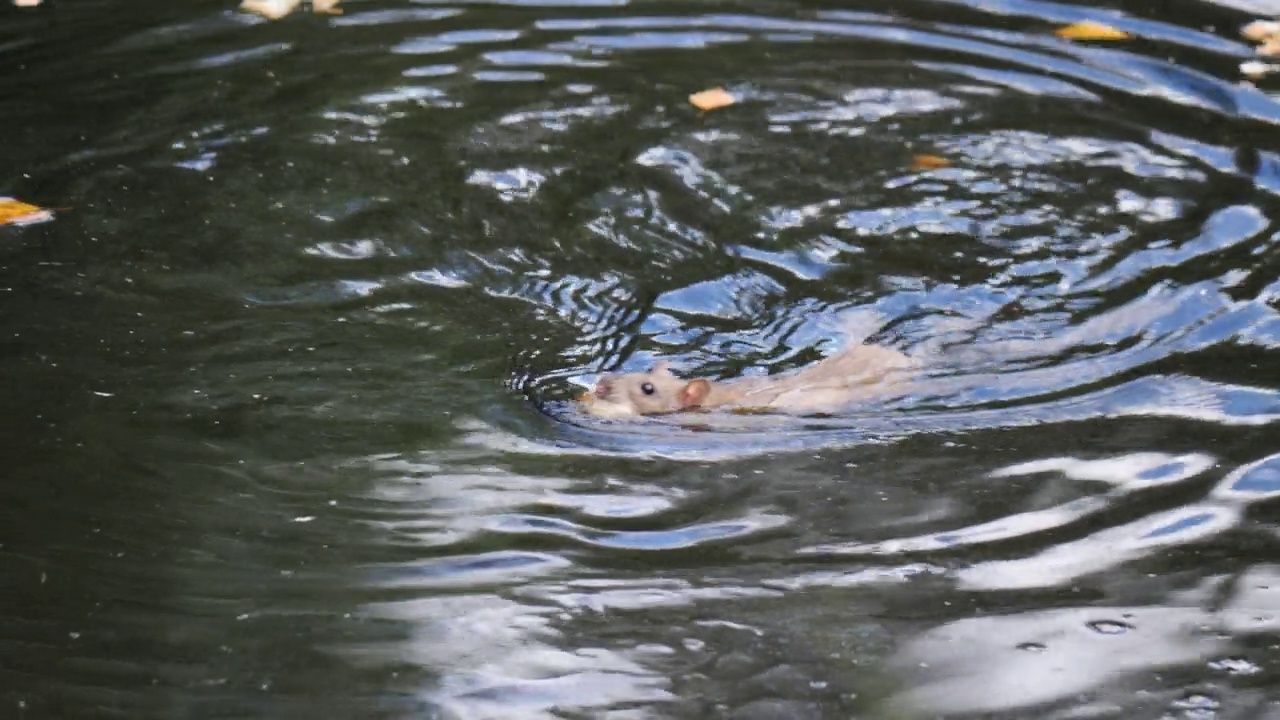嘴里含着面包的老鼠在池塘里游泳，近景视频素材