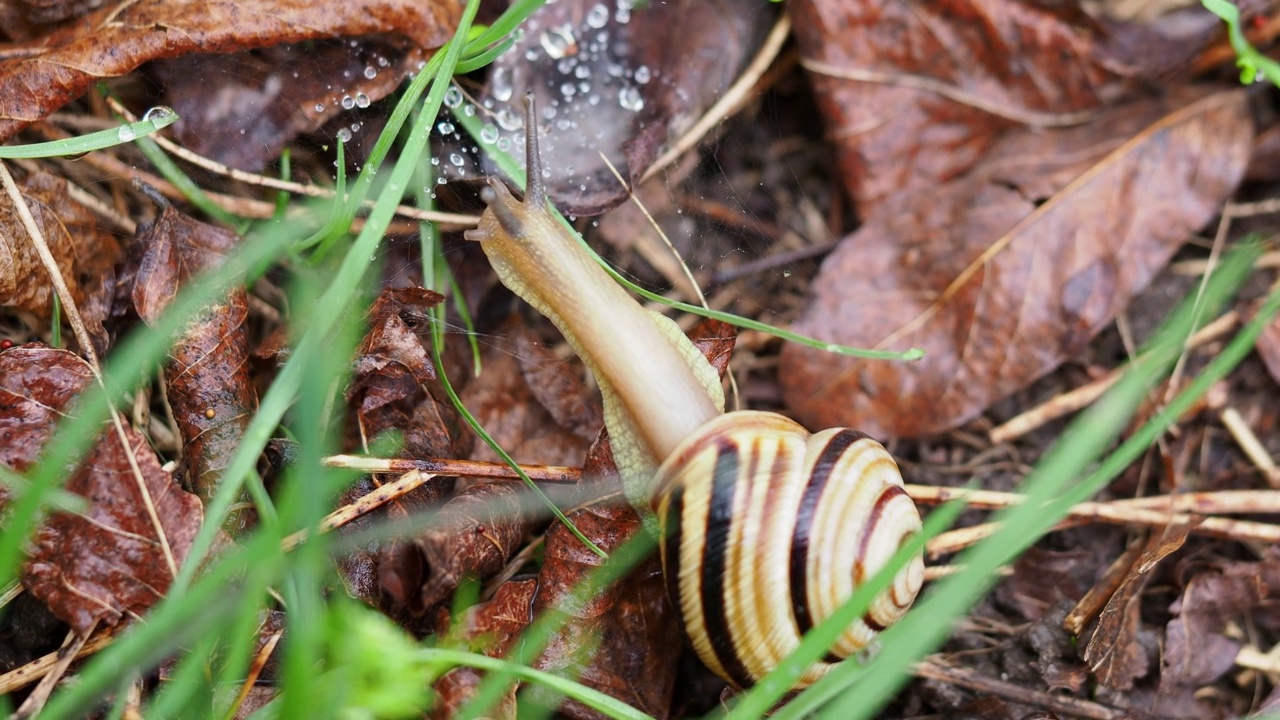 绿色草地上的条纹蜗牛特写视频下载
