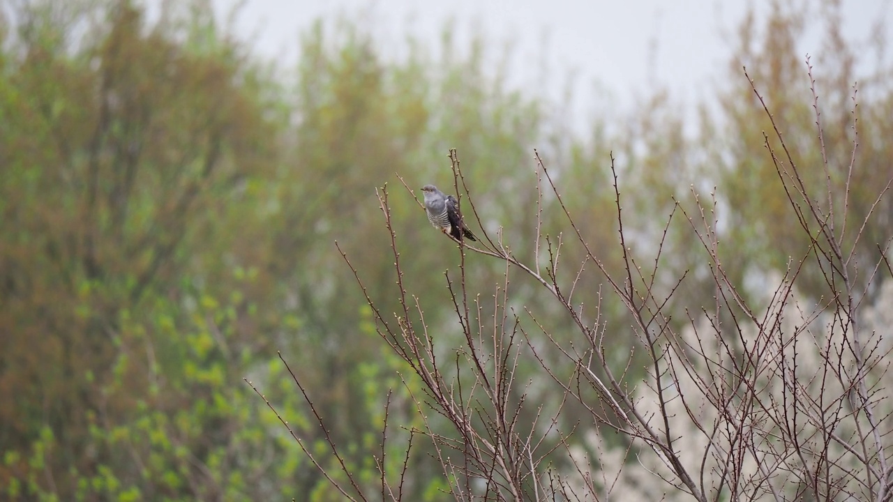 普通的布谷鸟栖息在树枝上唱歌。可用的音频视频素材
