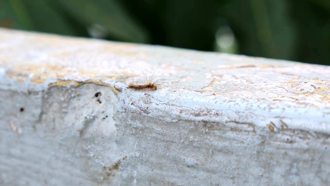 一只毛茸茸的小毛毛虫在墙上移动视频素材
