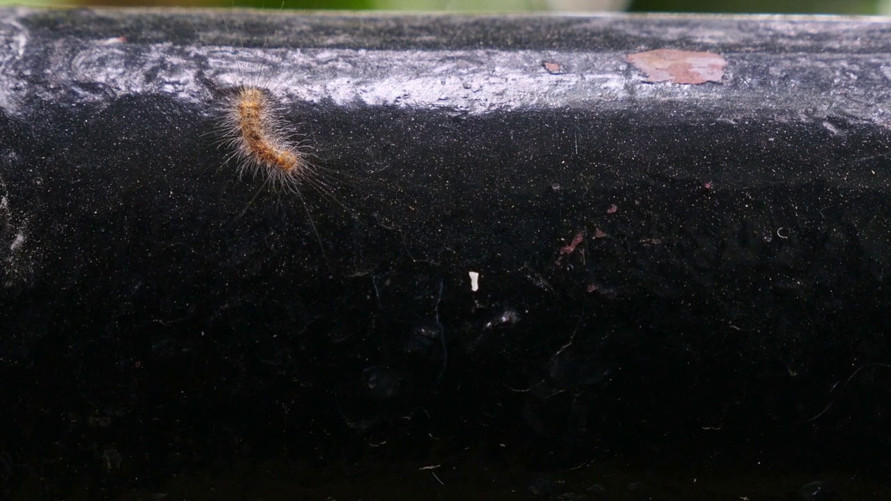 毛茸茸的毛毛虫爬在金属管上视频素材