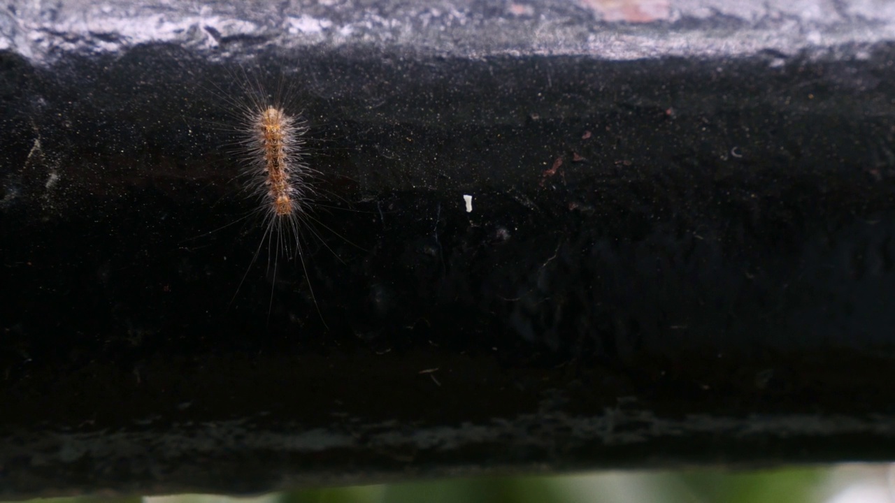 毛茸茸的毛毛虫爬在金属管上视频素材