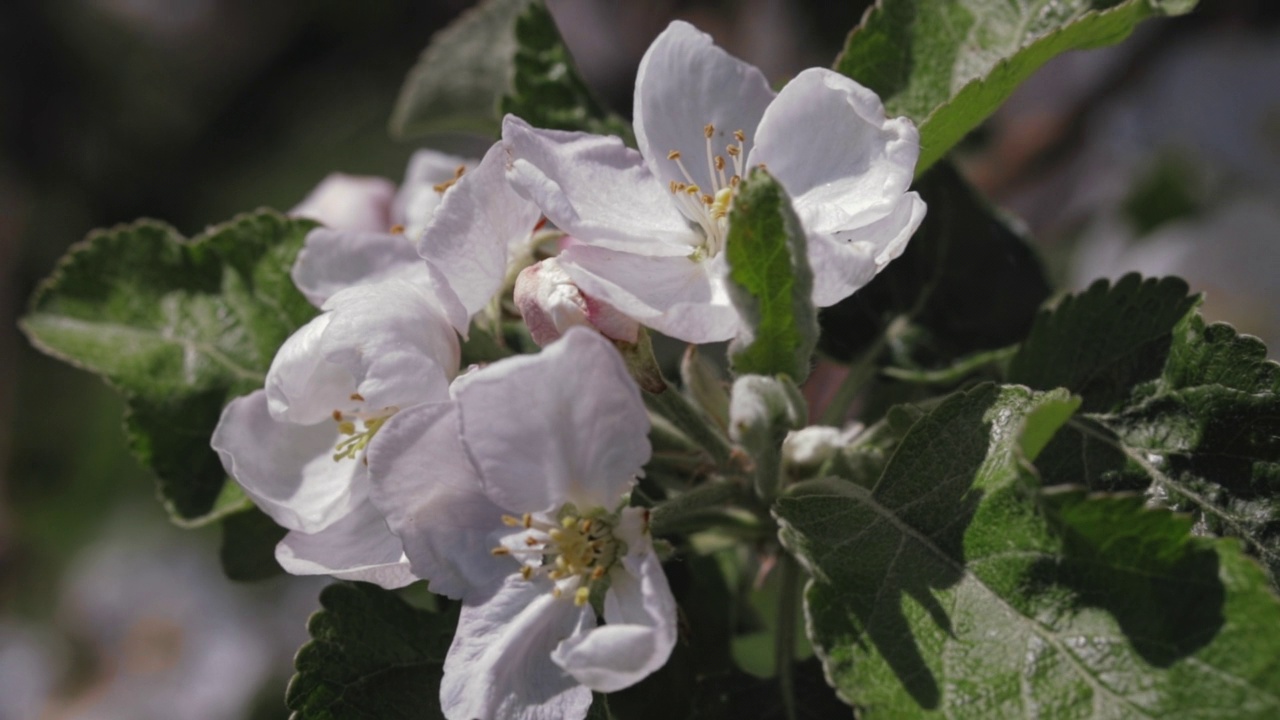 梨树上开白花，春天果树开花视频素材