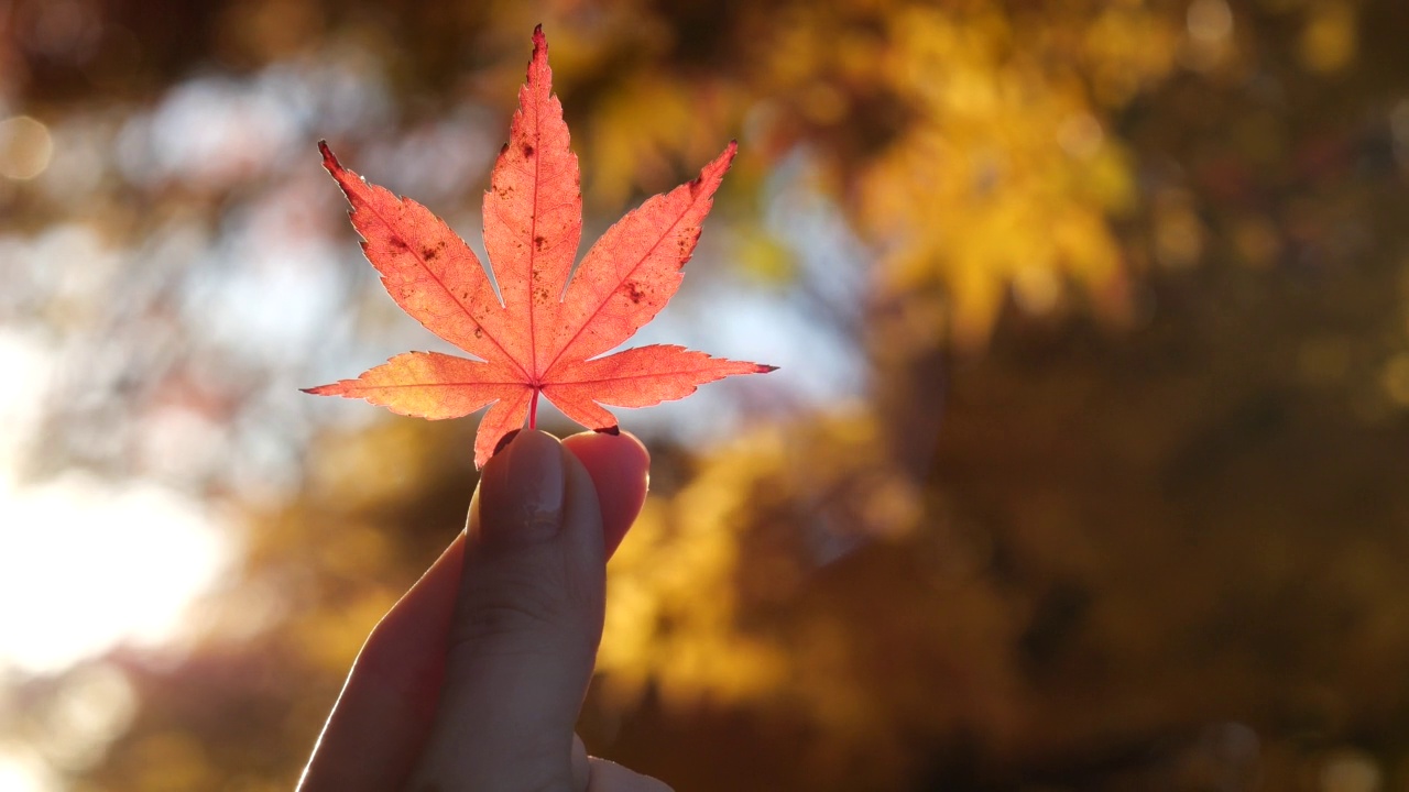 美丽的小红叶在女人手里，秋天在日本概念视频下载
