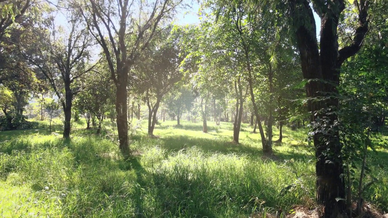 电影般的无人机低空移动到绿色森林花园和早晨的阳光。视频下载