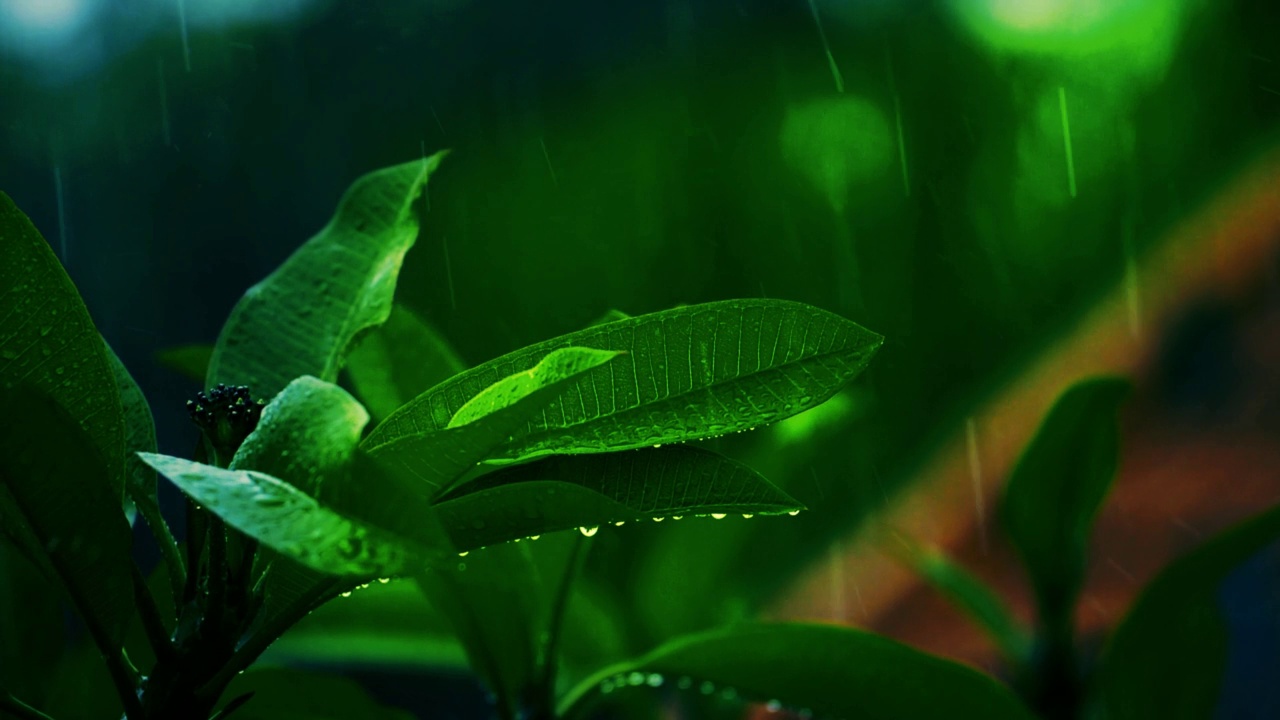 密林里的阵雨，丛林里的降雨特写，水滴固定在绿叶上视频素材