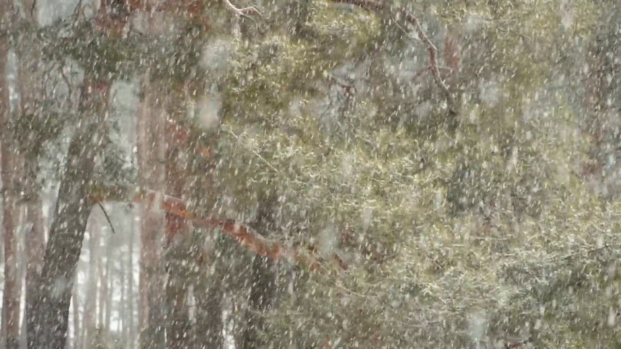 冬天被雪覆盖的松树树枝视频素材