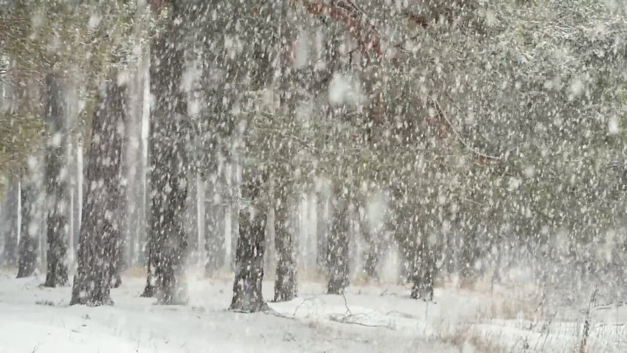 松林里的暴风雪视频素材