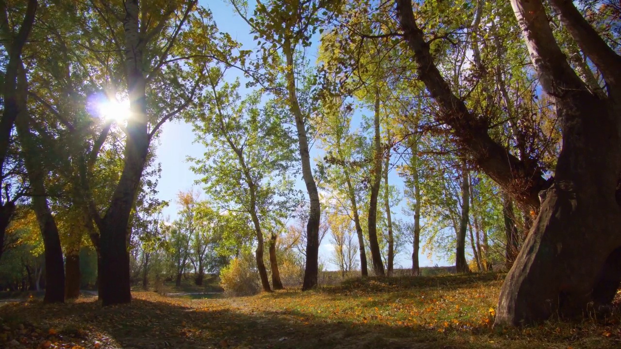 美丽的自然，秋天的风景-明亮的阳光在森林，黄色的树叶和树木视频素材