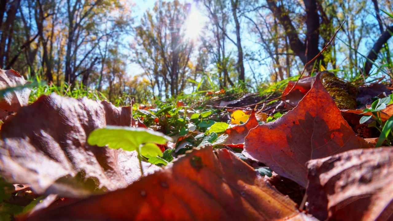 黄色秋色的树叶和树木的特写，森林里明亮的阳光的时间流逝，美丽的秋天景观，秋天的自然视频素材