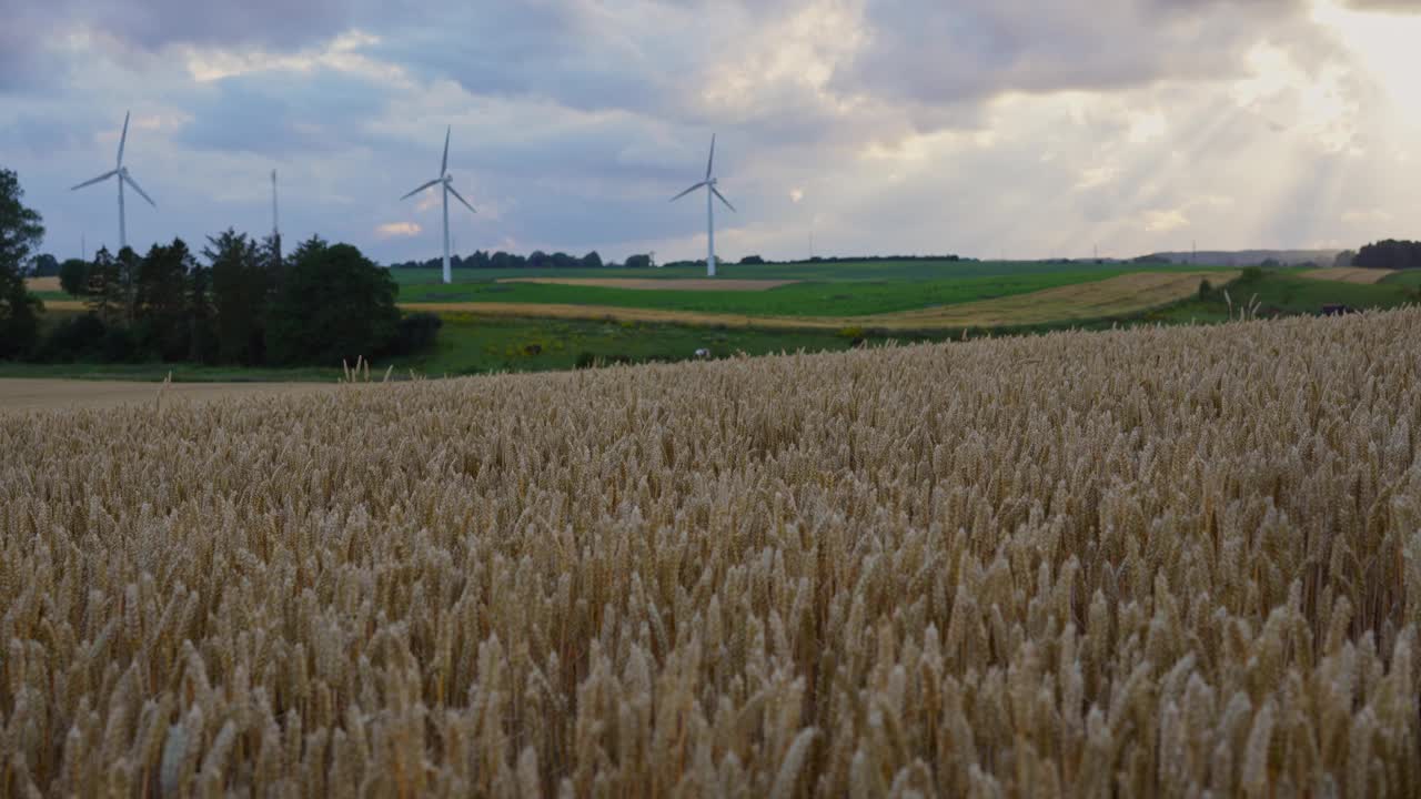 麦田上的背景是风力涡轮机视频素材