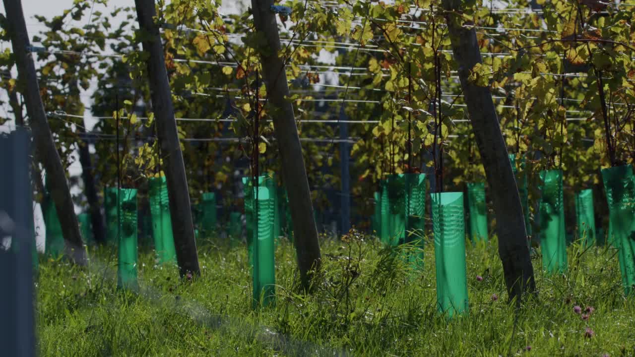 在秋天的阳光下，葡萄园里有一排排的葡萄树视频素材
