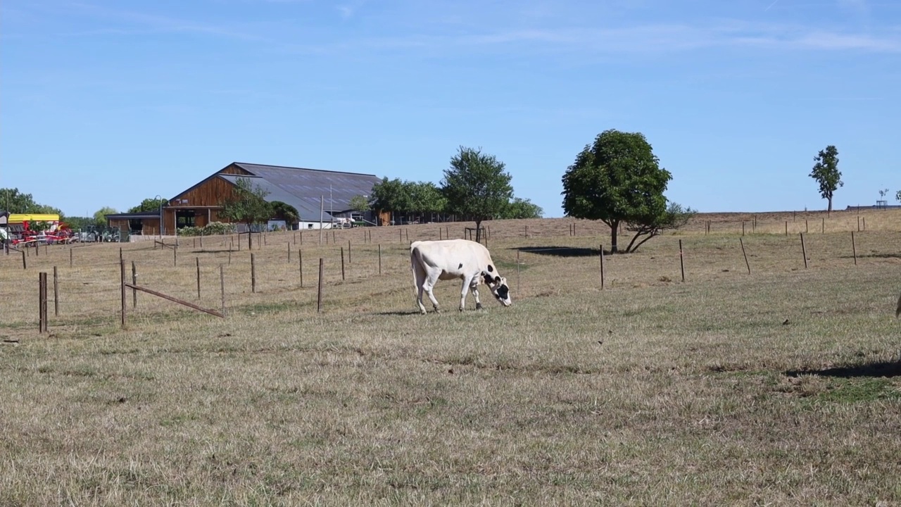 一头牛走到田里，停止吃草视频素材