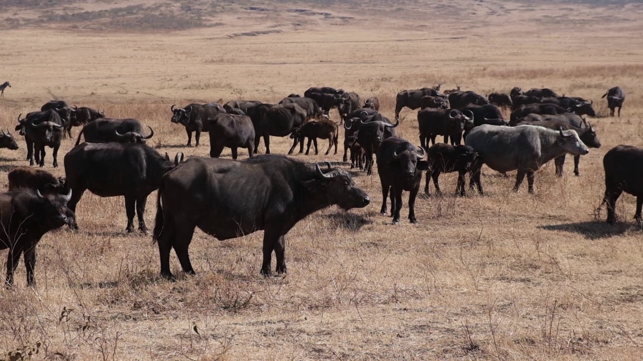 坦桑尼亚的水牛群视频素材
