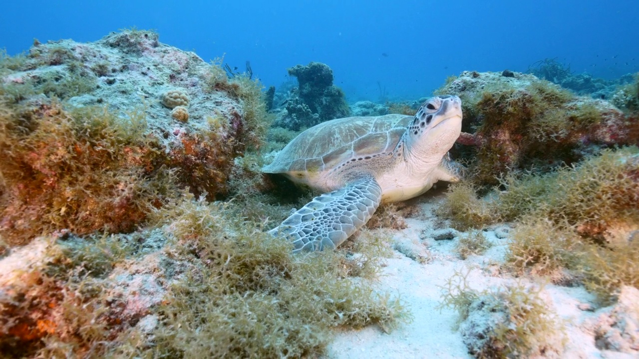 在库拉索岛附近的加勒比海珊瑚礁浅水区的绿海龟视频下载