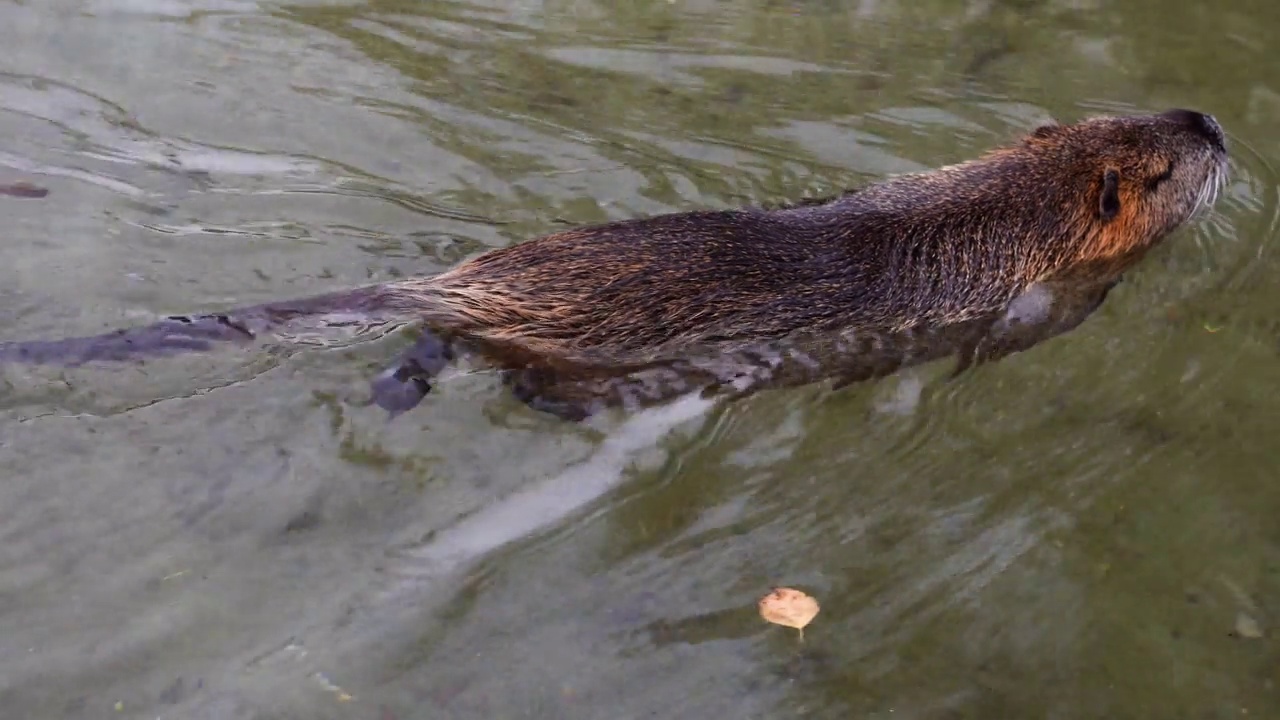 海狸鼠在河里游泳视频下载