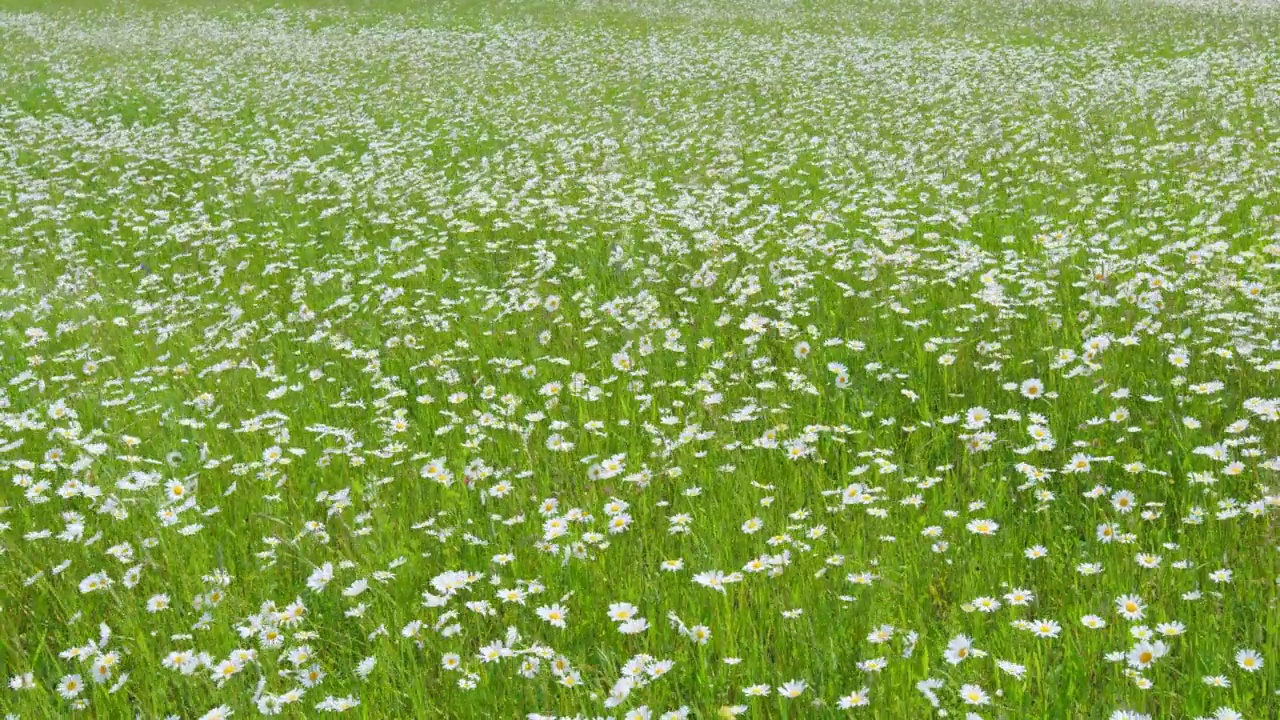 雏菊白色的黄眼花在夏日的草地上随风摇曳。白色和黄色的花。广角镜头。视频素材
