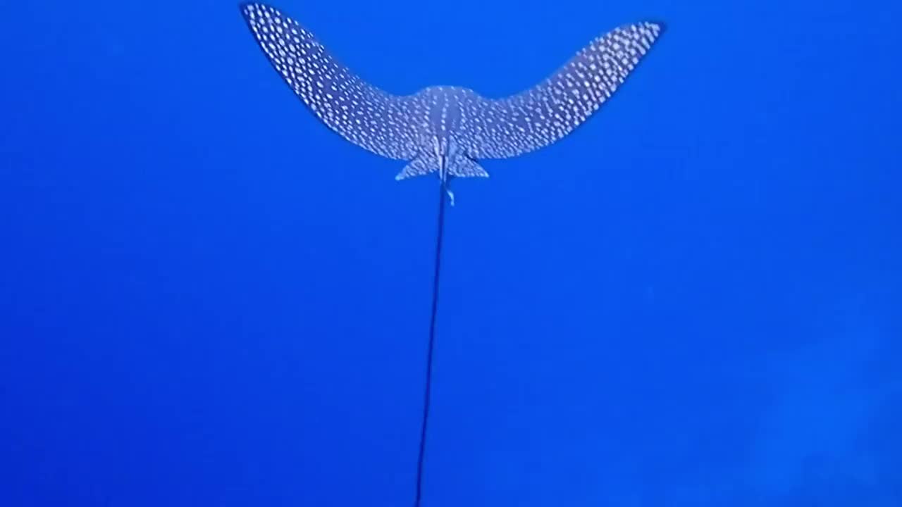 鹰雷在埃及沙姆沙伊赫的红海游泳视频素材