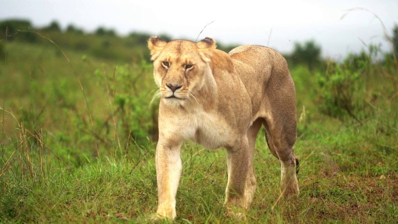 绿色自然环境中行走的狮子的特写镜头视频下载