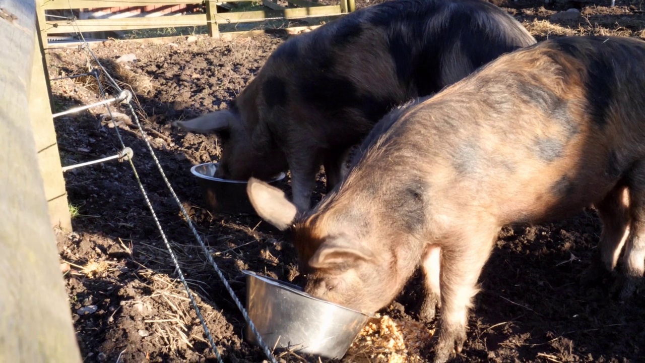 在牧场吃东西的猪视频下载