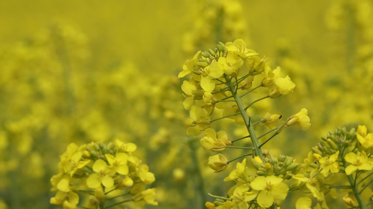 盛开的黄色油菜(甘蓝型油菜)花在田间视频素材