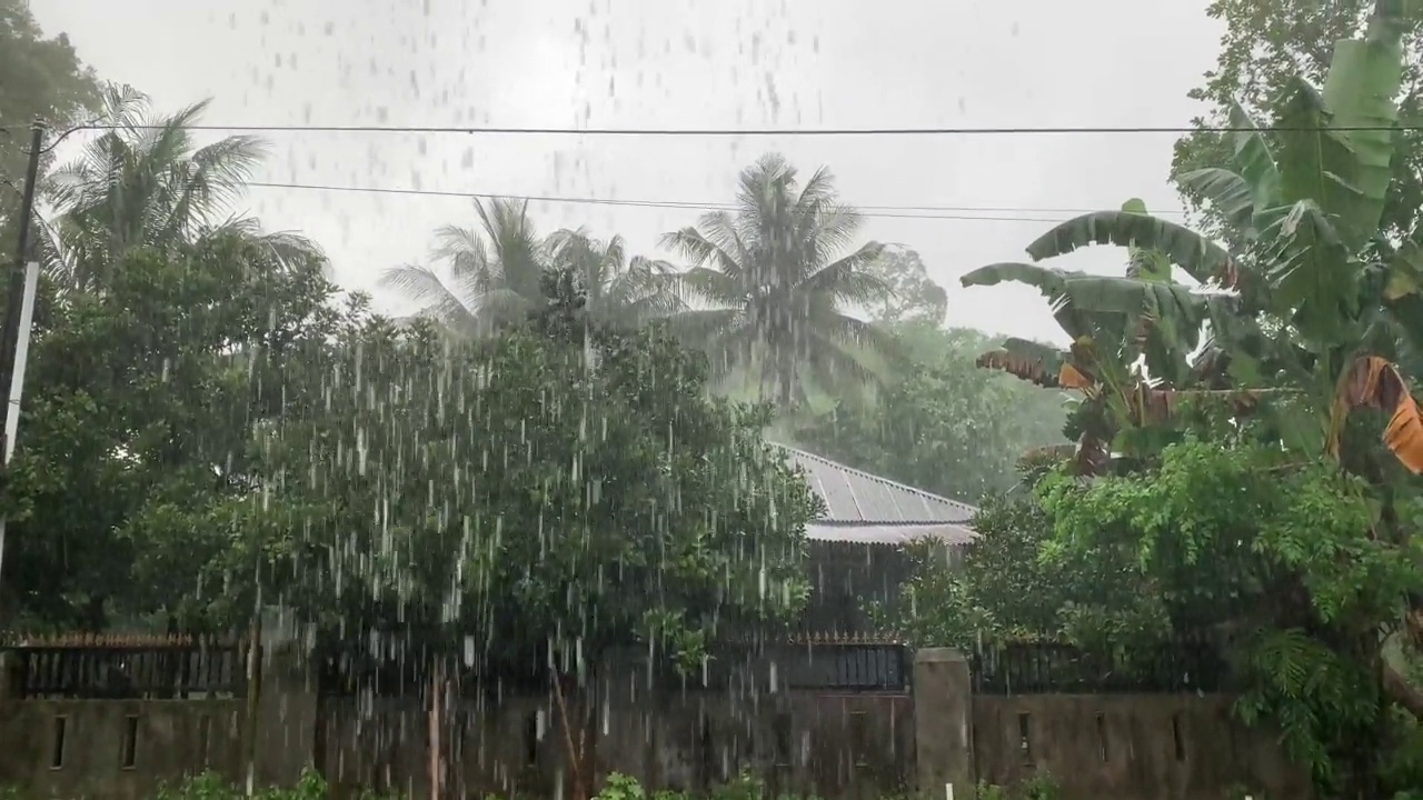 下雨时的椰子树视频下载