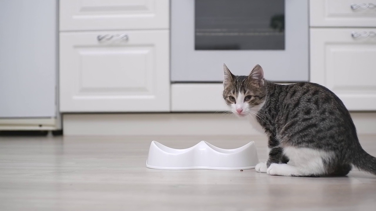 猫在吃猫粮。视频素材