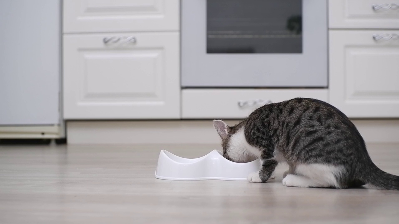 猫在吃猫粮视频素材