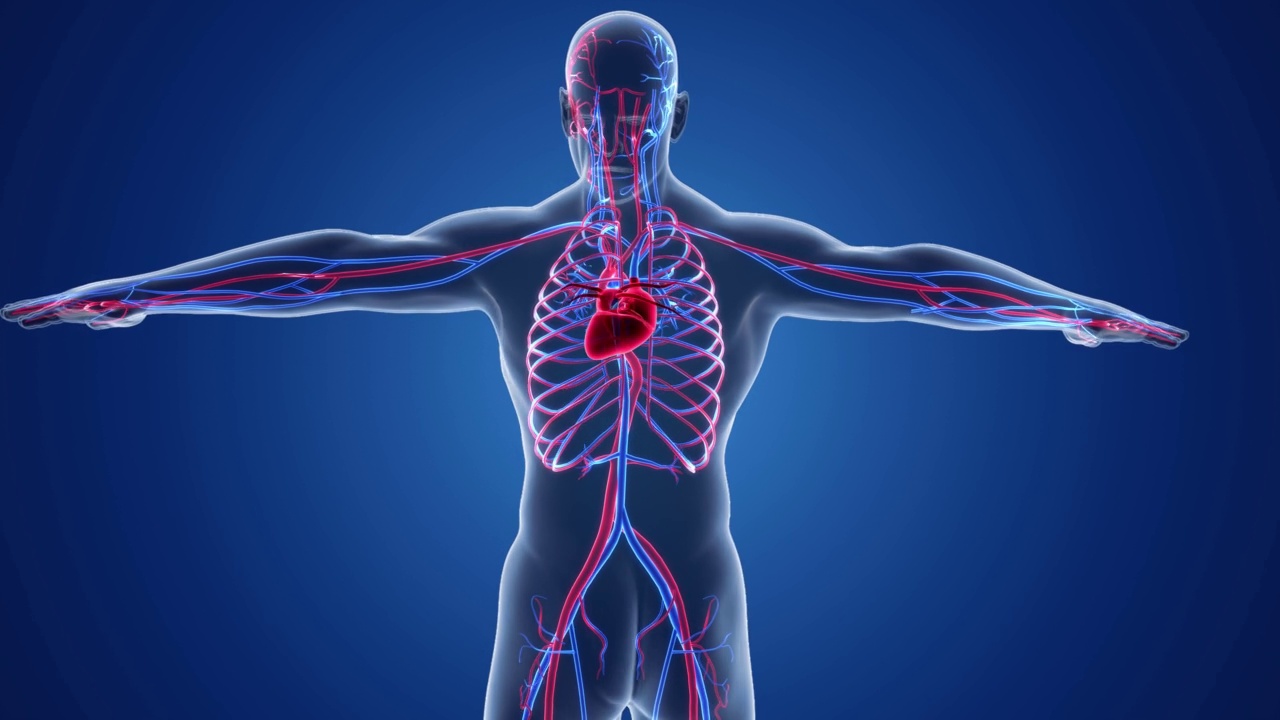 人体循环系统。医学上精确的心脏与血管的动画。视频购买