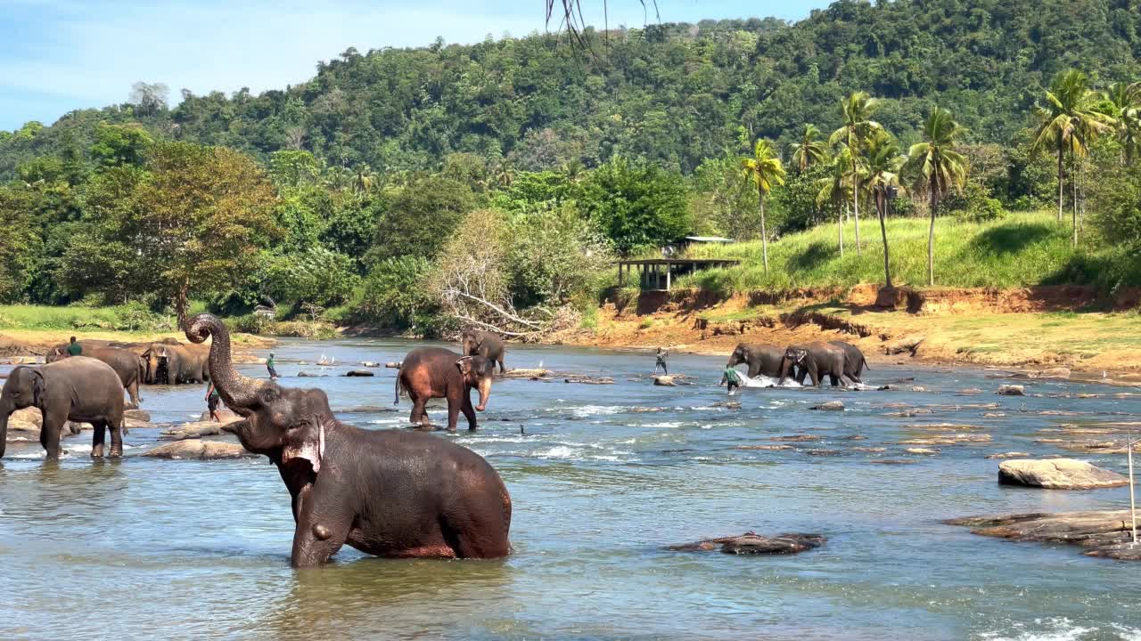 一群年轻的象群在山间河水中散步和洗澡。斯里兰卡象亚种亚洲象平纳瓦拉象孤儿院，斯里兰卡。视频素材