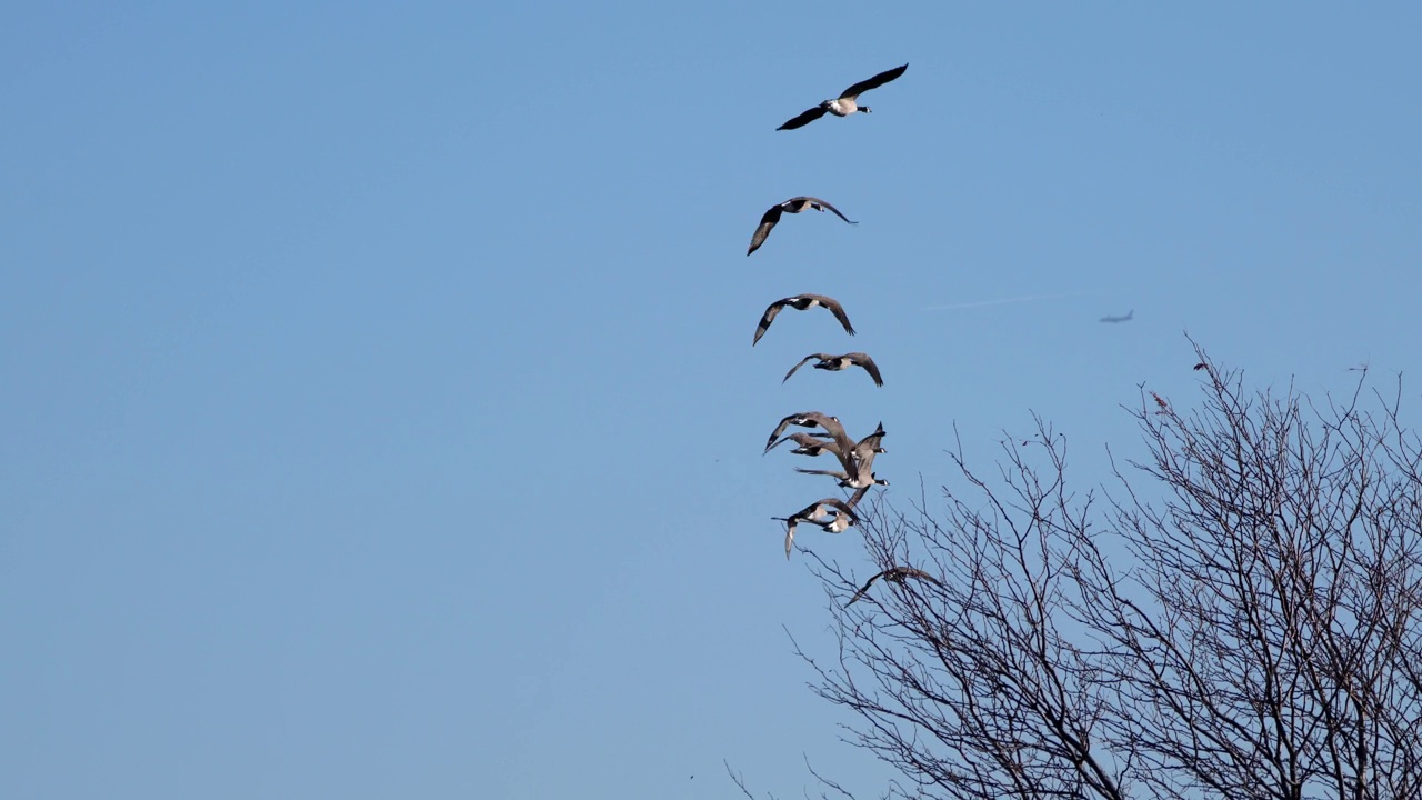 秋天，蓝天下，一群迁徙的加拿大鹅排成一排飞过光秃秃的树林。视频下载