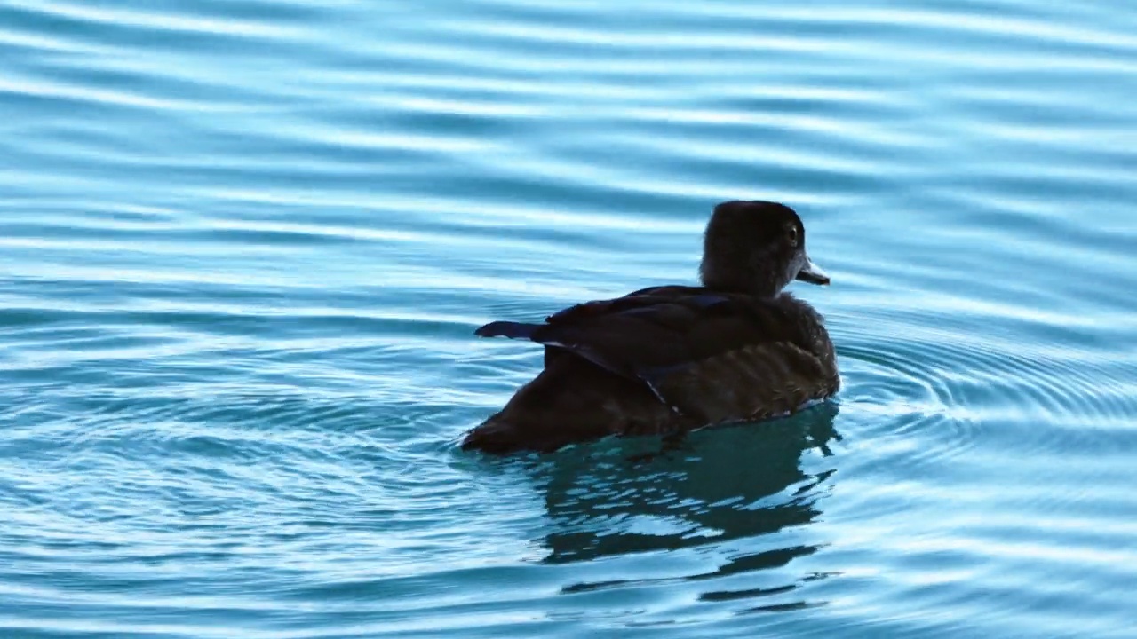 一只年轻的雌性木鸭在密歇根湖平静的水面上游泳。视频下载
