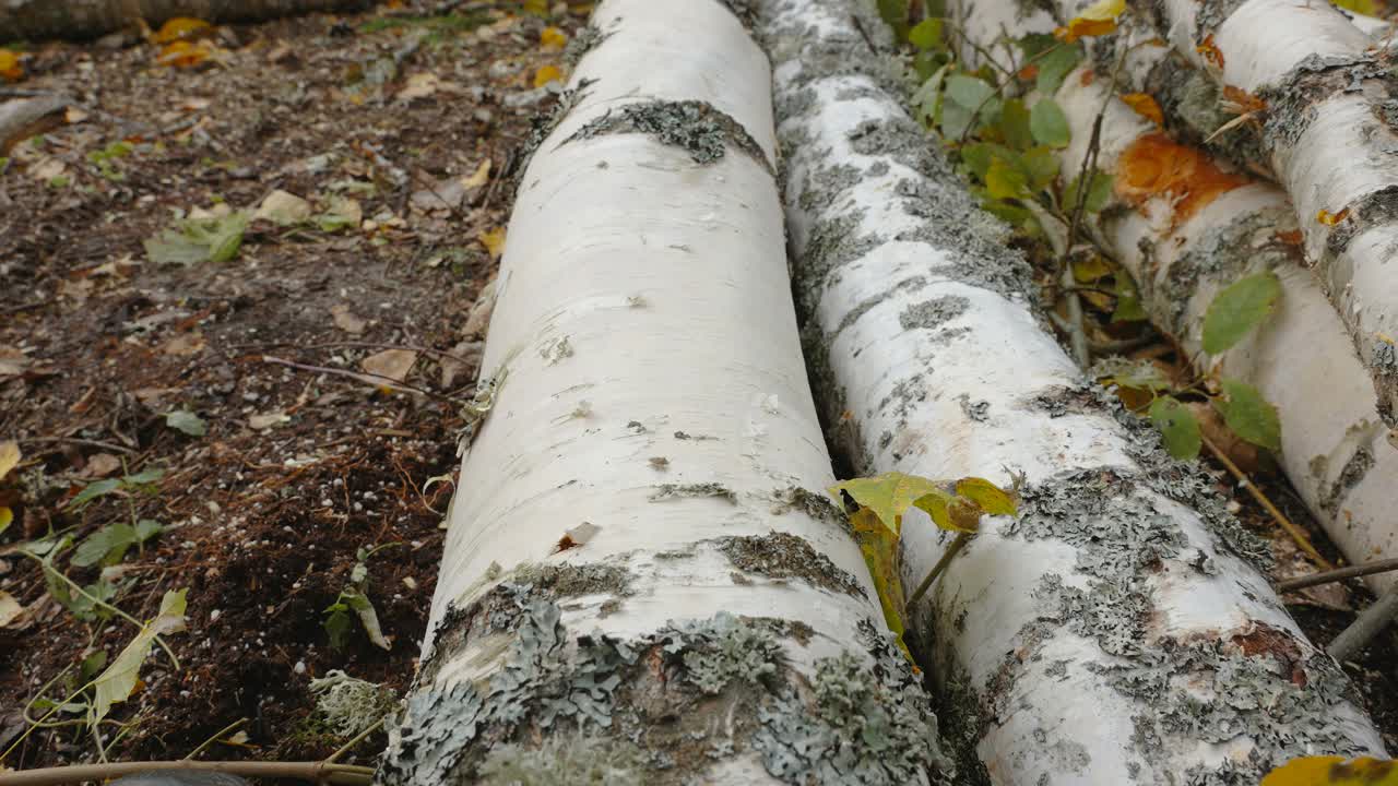 爱沙尼亚白桦树的白色树皮视频下载