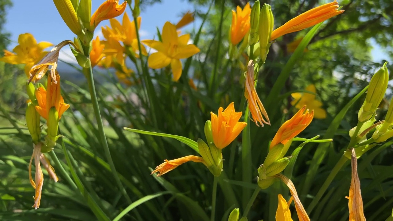 在模糊的背景下，黄色的花朵在阳光下盛开视频下载
