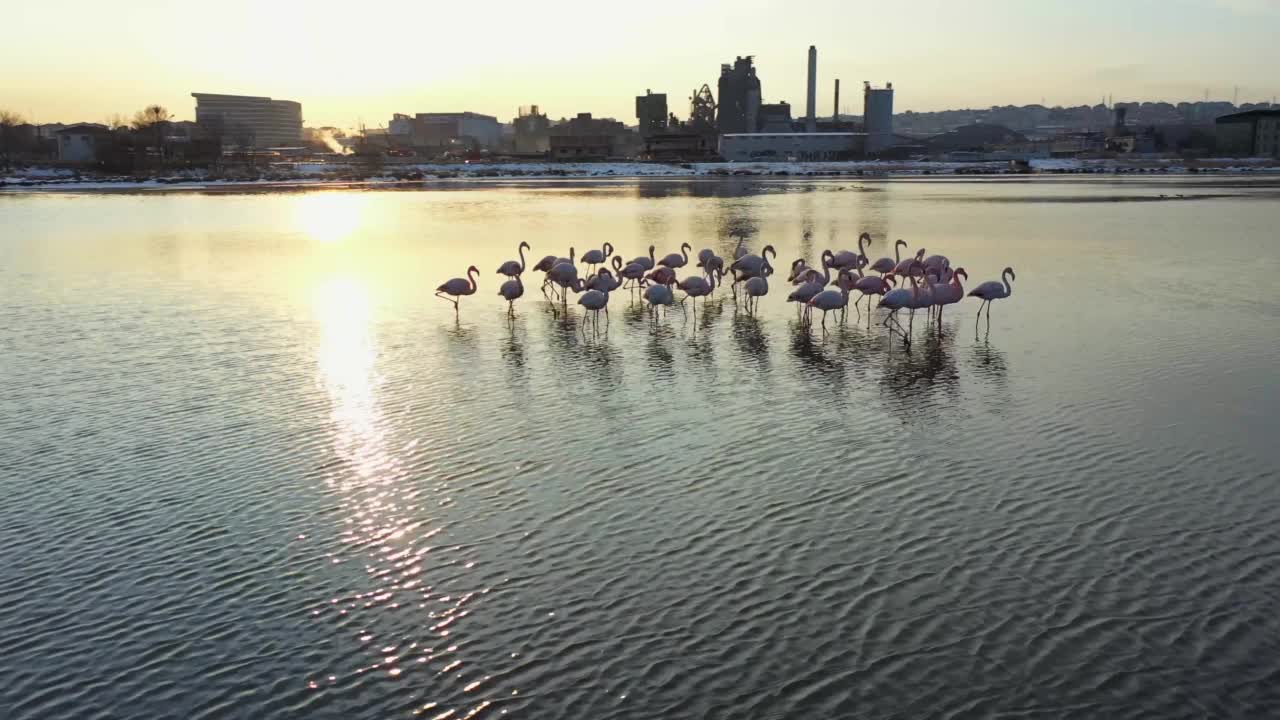 空中盘旋的火烈鸟走在伊斯坦布尔的一个湖上视频素材