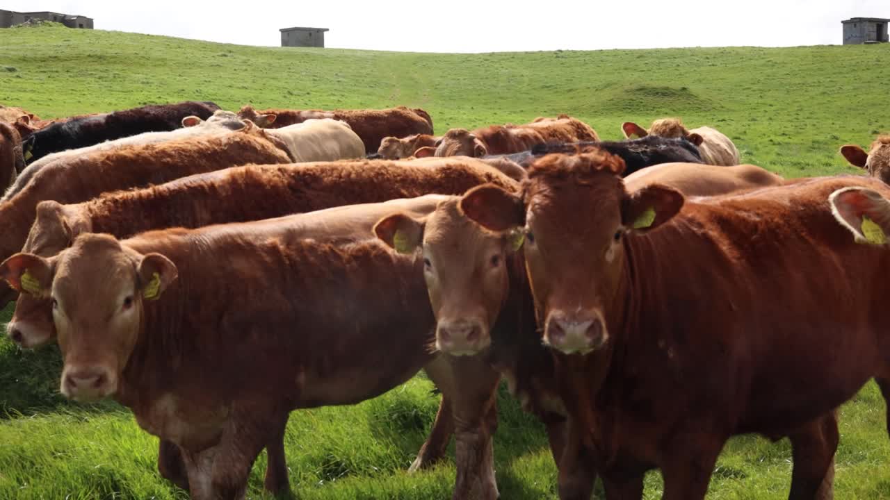 阳光明媚的一天，一群奶牛站在草地上视频素材