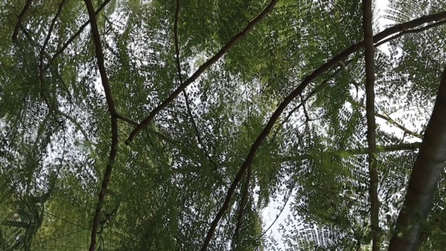 公园里的绿色树枝在平静的风中摇曳视频素材