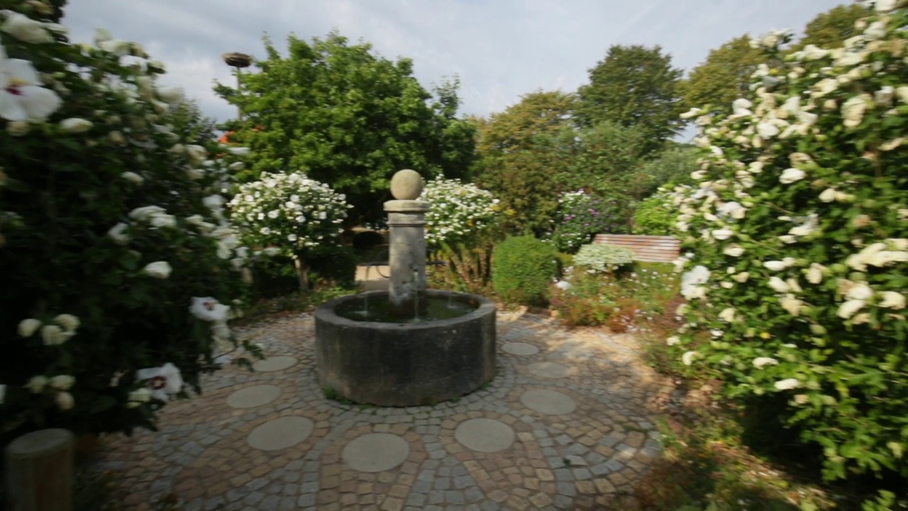 盛开的芙蓉灌木。美丽的花卉公园和喷泉。芙蓉白花和喷泉。视频下载