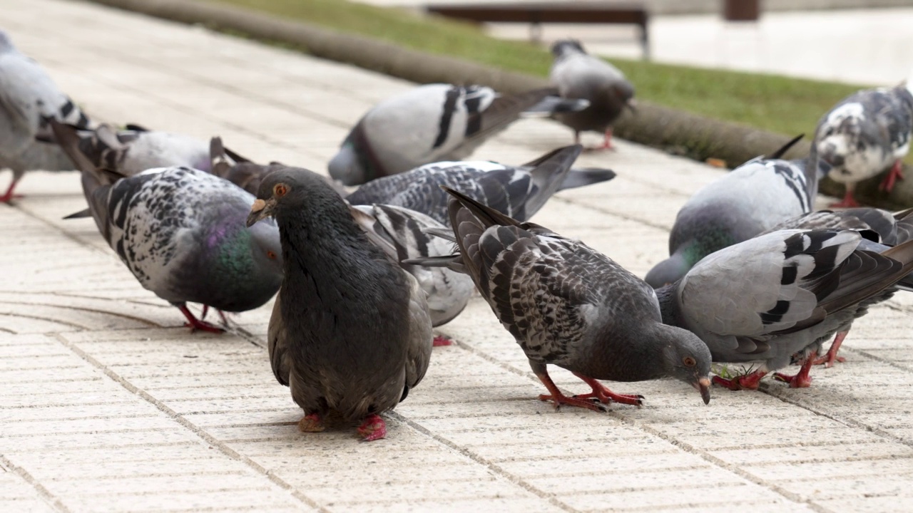 灰色残疾跛脚的普通鸽子在一群吃鸟在街上视频素材