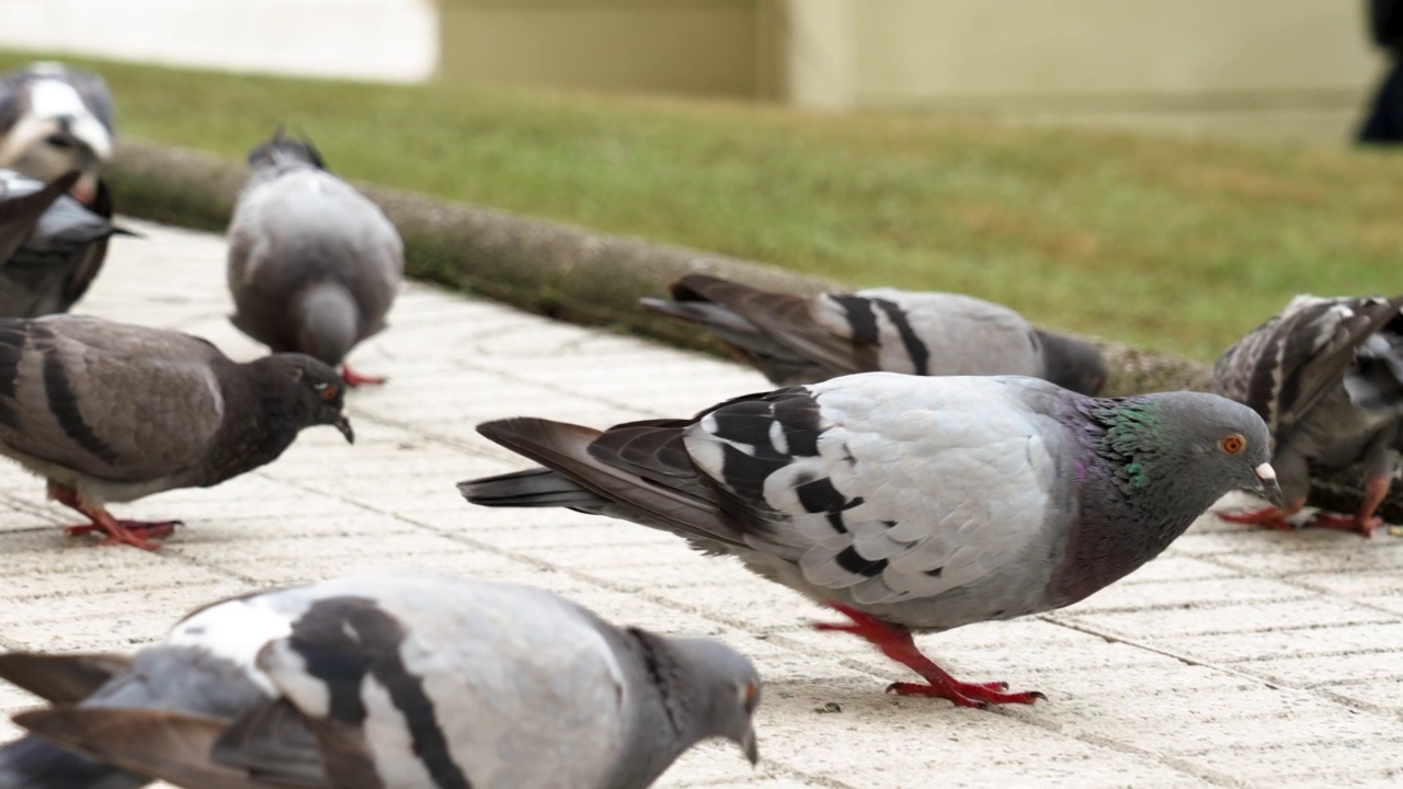 灰色的城市普通鸽子在一群吃鸟的街道上视频素材