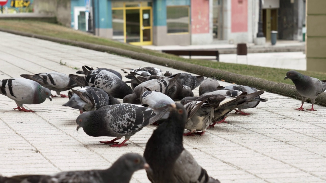 喂一群街头鸽子。特写鸟群在吃东西视频素材